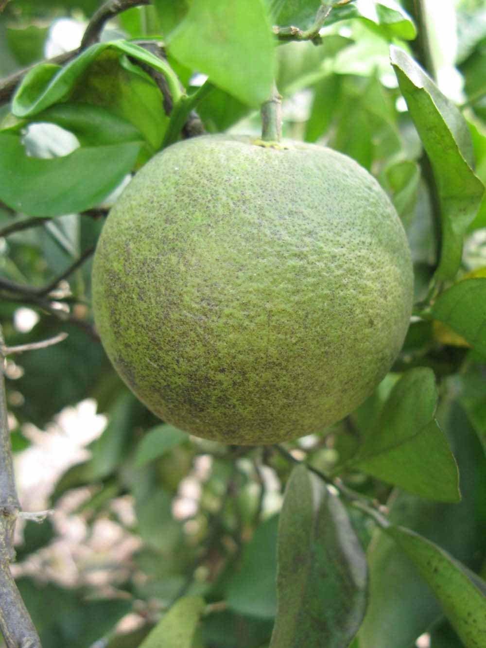            Immature fruit (Itaborai, Winter Haven, FL)   